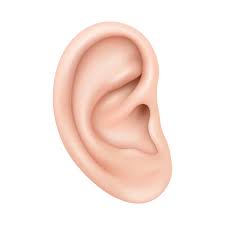 ear